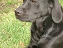 Labrador retriever Teglgaardens Maj
