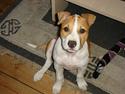 Blanding af racer Emma amstaff/ bullterrier