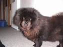 Chow chow Kinna † RIP †