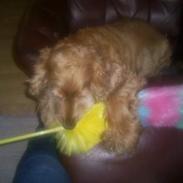 Cocker spaniel Sille