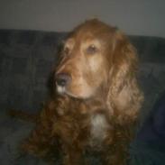 Cocker spaniel Sille