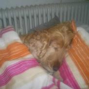 Cocker spaniel Sille