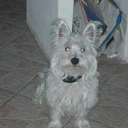 West highland white terrier fie