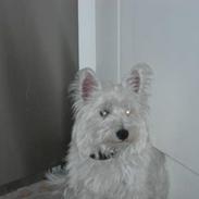West highland white terrier fie