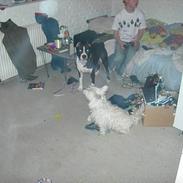 West highland white terrier fie