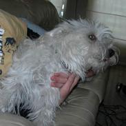 West highland white terrier fie