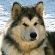 Alaskan malamute unavoq´s cheveyo Cody