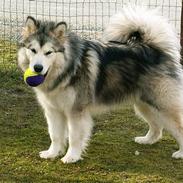 Alaskan malamute unavoq´s cheveyo Cody