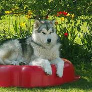 Alaskan malamute unavoq´s cheveyo Cody