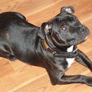 Staffordshire bull terrier Anton