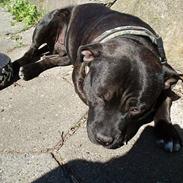 Staffordshire bull terrier Anton