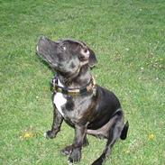 Staffordshire bull terrier Anton