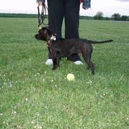 Staffordshire bull terrier Anton