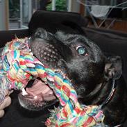 Staffordshire bull terrier Anton