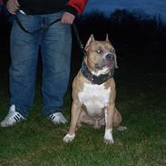 Amerikansk staffordshire terrier tika 