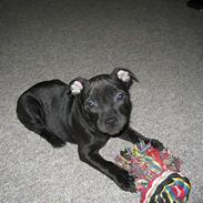 Staffordshire bull terrier Chico