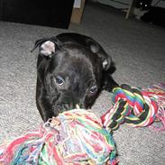 Staffordshire bull terrier Chico