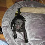 Staffordshire bull terrier Chico