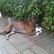 Amerikansk bulldog Jason