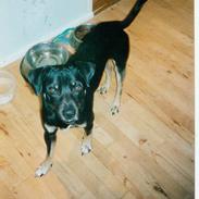 Vestsibirisk lajka King