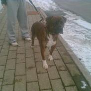 Amerikansk bulldog Jason