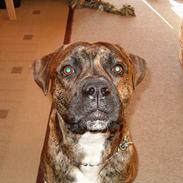 Amerikansk bulldog Jason