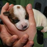 Dansk svensk gaardhund Mille Persille