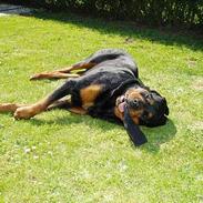 Rottweiler Odin