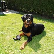 Rottweiler Odin