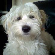 Coton de tulear Ludvig 