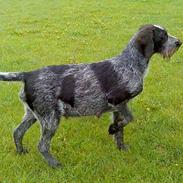 Ruhåret hønsehund Nomi