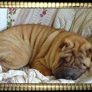 Shar pei China House Zarabi *DØD*