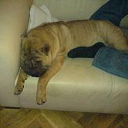 Shar pei China House Zarabi *DØD*