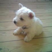 West highland white terrier shantie