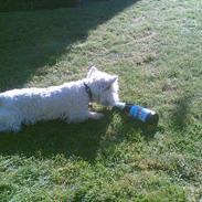 West highland white terrier shantie