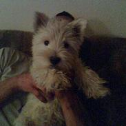 West highland white terrier shantie