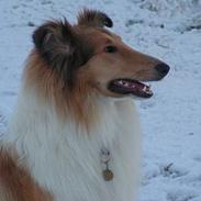 Collie langhåret Aiko