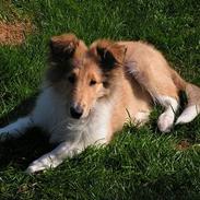 Collie langhåret Aiko