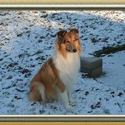 Collie langhåret Aiko