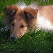 Collie langhåret Aiko