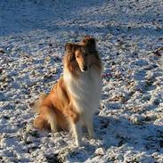 Collie langhåret Aiko