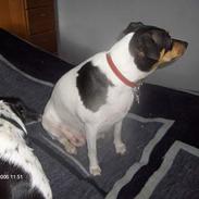 Dansk svensk gaardhund Eddie 