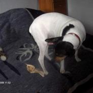 Dansk svensk gaardhund Eddie 