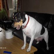 Dansk svensk gaardhund Eddie 