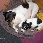 Dansk svensk gaardhund Eddie 