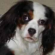 Blanding af racer Mollie R.I.P.