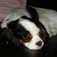 Blanding af racer Mollie R.I.P.