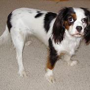 Blanding af racer Mollie R.I.P.