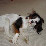 Blanding af racer Mollie R.I.P.