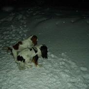 Blanding af racer Mollie R.I.P.